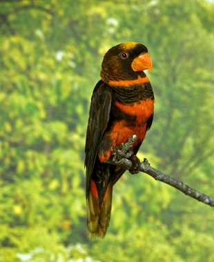 Dusky Lory, psödeos fuscata, Yetişkin Branch 'ın üstünde duruyor.  