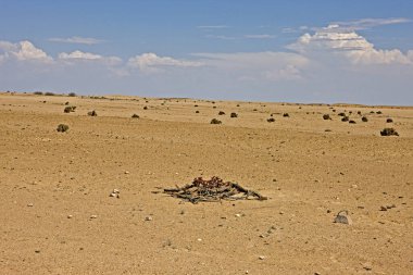 Welwitschia, welwitschia mirabilis, Living Fossil Plant, Namibya 'da Namib Çölü  