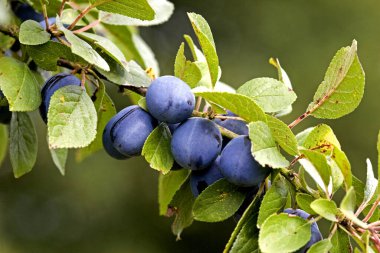 Quetsche Plum, Punus domestica, Branch with Fruits, Normandiya  