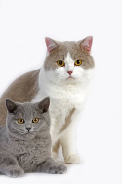 Erkek Leylak ve Beyaz İngiliz Kısaltması Mavi İngiliz Kısaltmalı Kedi Yavrusu Beyaz Arkaplan karşısında duruyor  