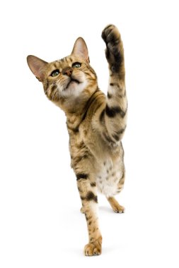 Kahverengi Benekli Bengal Evcil Kedisi, Yetişkin Beyazlar Arkaplanına Karşı Oynuyor  