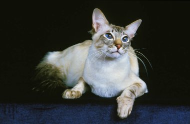 Balili Evcil Kedi, Yetişkin Siyah Arkaplan 'a karşı  