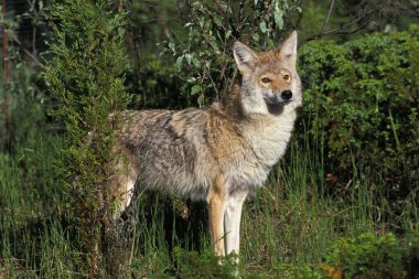 Coyote, Canis Latrans, Bush, Montana 'dan çıkan Yetişkin  