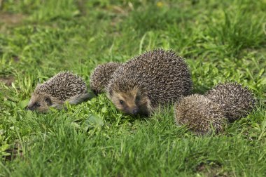 Avrupa Kirpi, erinaceus europaeus, Bebekli Kadın, Fransa 'da Normandiya  