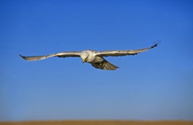 Gyrfalcon, Falco Rusticolus, Yetişkin Uçuşu: Blue Sky, Kanada 