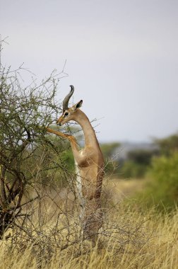 Gerenuk ya da Waller 's Ceylanı, litocranius Walleri, Hind Legs' in üzerinde duran Erkek Yaprak Yiyen, Kenya 'daki Samburu Parc  