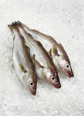Taze Whiting, merlangius merlangus, Buzda Balıklar 