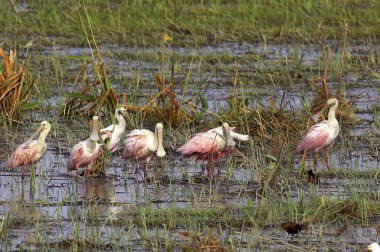 Roseate Spoonbill, platalea ajaja, Grup Swamp, Los Lianos, Venezuela 