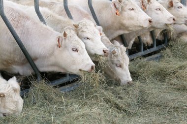 Charolais Sığırları, Grup Yiyici Saman 