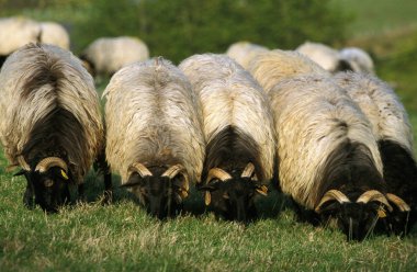 Sheep called Manech a Tete Noire, a French Breed, Herd eating Grass   clipart