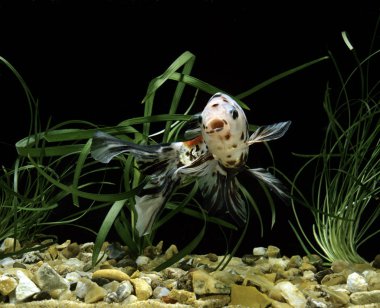 Shubunkin Japon Balığı, Carassius Auratus, Akvaryum Balığı  