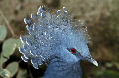 Goura Victoria, Goura Viktorya, Yetişkin Portresi  