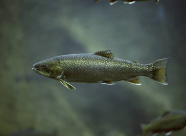 Kuzey Kutbu Char, Salvelinus Alpinus, Su altı manzarası  