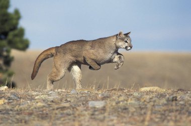 Cougar, puma concolor, Yetişkin Run, Montana  