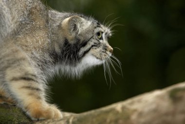 Manul ya da Pallas 'ın Kedisi, Ottobus Manul, Yetişkin Dalı 