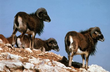 Avrupa Mouflon Koyunu, ovis ammon, Kayaların Üzerinde Duran Grup  