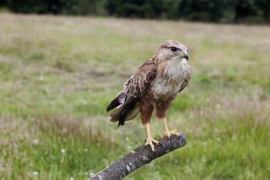 Uzun bacaklı şahin, buteo rufinus, Post 'ta duran yetişkin.  