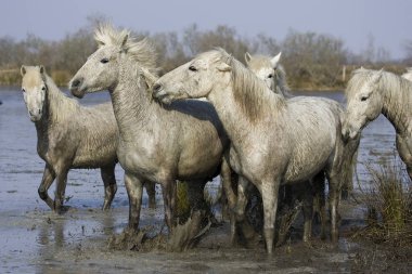 Camargue Atı, Herd Bataklıkta, Saintes Marie de la Mer Fransa 'nın güneydoğusunda  