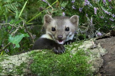 Stone Marten veya Beech Marten, martes foina, Adult, Normandiya 