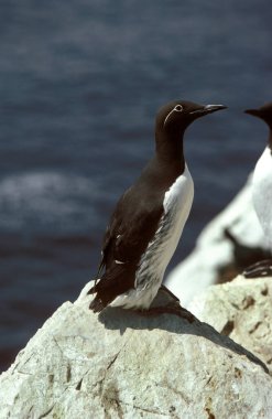 Guillemot, uria aalge, İskoçya 'da ayakta duran yetişkin. 