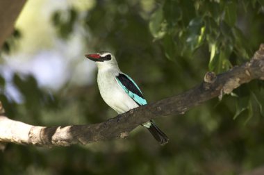 Woodland Kingfisher, Halcyon Senegalensis, Kenya Şubesi 'nde duran Yetişkin.  