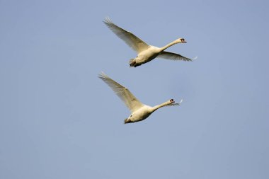 Dilsiz Swan, cygnus olor, Uçuş Çifti, Güney Fransa 'da Camargue  