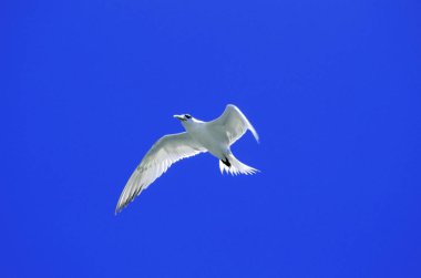 Swift Tern, sterna bergii, Adult in Flight against White Background, Avustralya  
