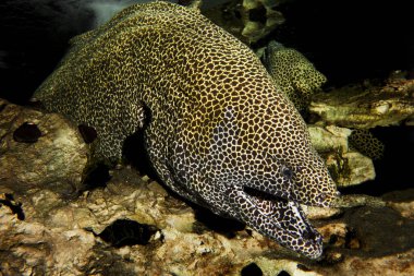 Balpeteği Moray Yılanbalığı, Gymnothorax favagineus, Ağzı Açık Yetişkin, Güney Afrika  