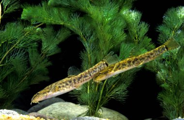 Omurgalı Loach, kobitis taenia  