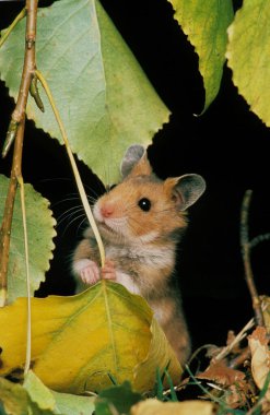 Altın Hamster, mezozetus auratus, Yetişkin Yaprak Yiyen  