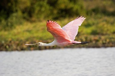 Roseate Spoonbill, platalea ajajaja, Adult in Flight over Swamp, Los Lianos in Venezuela  