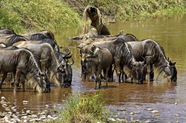 Blue Antilop, connochaetes taurinus, Herd İçiyor River, Masai Mara Park, Kenya  