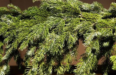 Noel ağacı kolyesi, doğal arkaplan.   