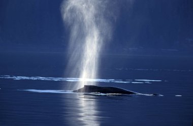 Humpack Whale, megaptera novaeangliae, Adult fışkıran deniz, Alaska  