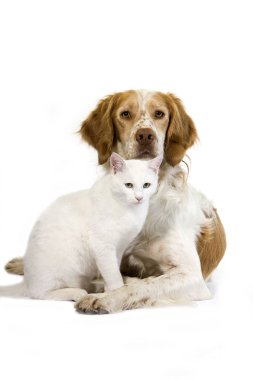 Beyaz Arkaplan 'a karşı duran Beyaz Evcil Kedili Fransız Spaniel Erkek (Tarçın Rengi)  