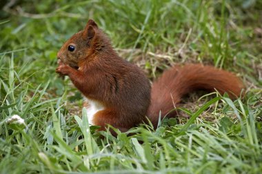 Kırmızı Sincap, Sciurus Vulgaris, Yetişkin Çimenler, Yeme, Normandiya  