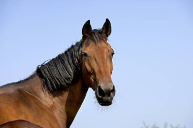 Fransız Trotter, Karabasan Portresi, Normandiya  