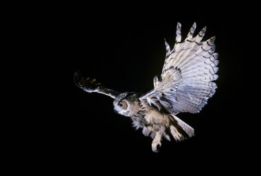Avrupa Kartalı Baykuşu, asio otus, Yetişkin Uçuyor  