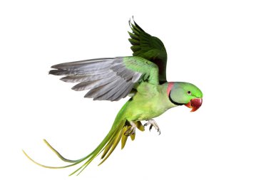 Alexandrine Muhabbet Kuşu, Psittacula Eupatria, Yetişkin Beyazlara Karşı Uçuyor 