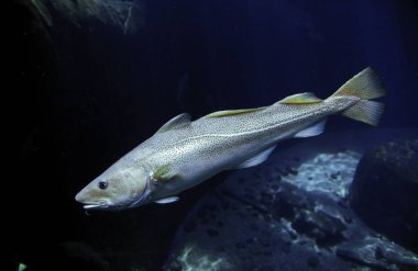 Atlantik morinası, gadus morhua, Yetişkin  