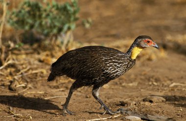 Sarı boyunlu Spurfowl, francolinus lökoscepus, Yetişkin, Kenya  