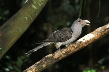 Channel-Billed Cuckoo, scythrops novaehollandiae, Adult standing on Branch  clipart
