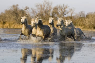 Camargue At, Herd Dörtnala Swamp, Saintes Marie de la Mer Fransa 'nın güneydoğusunda 