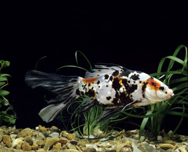 Shubunkin Japon Balığı, Carassius Auratus, Akvaryum Balığı  