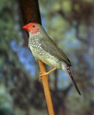 Yıldız Finch, Neochmia Ruficauda, Yetişkin  