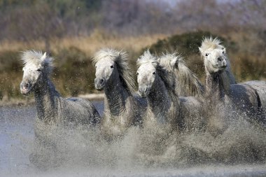 Camargue At, Herd Dörtnala Swamp, Saintes Marie de la Mer Fransa 'nın güneydoğusunda  