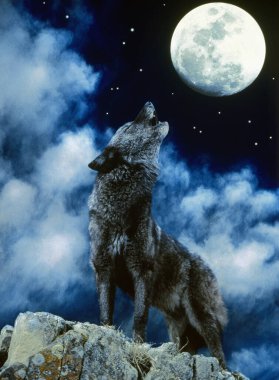 European Wolf, canis lupus, Adult Howling at the Moon   clipart