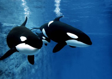 Katil Balina, Orcinus Orca, Balinalı Kadın  