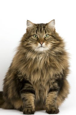 Angora Evcil Kedisi, Beyaz Arkaplan Karşısında Erkek  