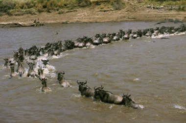Mavi antilop, taurinus konnochaetes, göç sırasında Mara Nehri 'ni geçen sürü, Kenya' daki Masai Mara Parkı.  